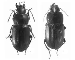 Attēlu rezultāti vaicājumam “Harpalus sp.”