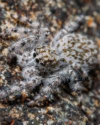 Attēlu rezultāti vaicājumam “Conardia compacta macro”