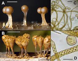 Attēlu rezultāti vaicājumam “Hemitrichia decipiens var. hemitrichoides”
