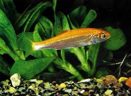 Attēlu rezultāti vaicājumam “Leuciscus idus”