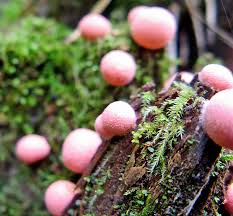 Attēlu rezultāti vaicājumam “Lycogala fuscoolearium sessile”