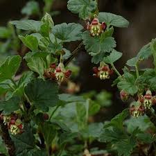 Attēlu rezultāti vaicājumam “Ribes uva-crispa flower”