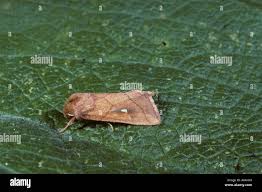 Attēlu rezultāti vaicājumam “Mythimna turca”