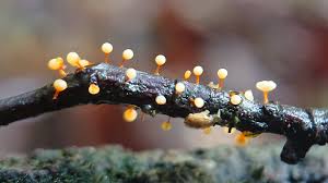 Attēlu rezultāti vaicājumam “Physarum psittacinum stalked”