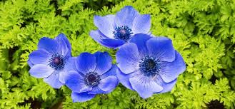 Image result for Anemonenarten