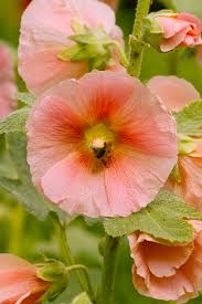 Attēlu rezultāti vaicājumam “Alcea rosea flower”