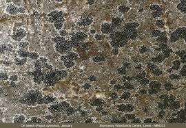 Attēlu rezultāti vaicājumam “Opegrapha atra”