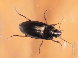 Attēlu rezultāti vaicājumam “Amara sp.”