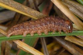 Attēlu rezultāti vaicājumam “Mythimna turca”