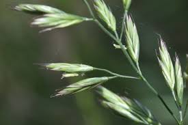 Attēlu rezultāti vaicājumam “Festuca pratensis”