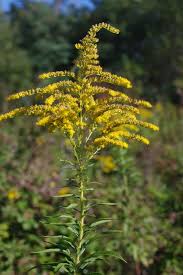 Attēlu rezultāti vaicājumam “Solidago canadensis”