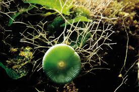 Attēlu rezultāti vaicājumam “Lycogala botrydium young”