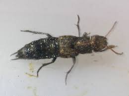 Attēlu rezultāti vaicājumam “Ontholestes murinus”