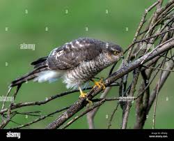 Attēlu rezultāti vaicājumam “Accipiter nisus female”
