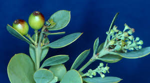 Attēlu rezultāti vaicājumam “Santalaceae”