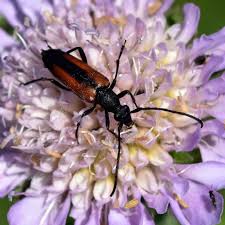 Attēlu rezultāti vaicājumam “Stenurella melanura”