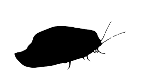 Attēlu rezultāti vaicājumam “Drepanepteryx phalaenoides”