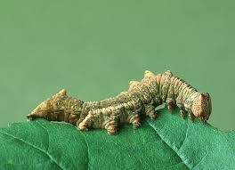 Attēlu rezultāti vaicājumam “Notodonta dromedarius”