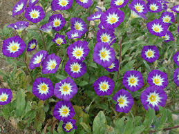 Image result for Convolvulus tricolor