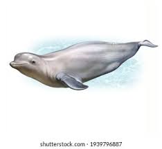 Image result for Delphinapterus leucas