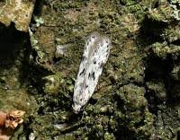 Attēlu rezultāti vaicājumam “Carpatolechia proximella”