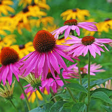 Image result for Sonnenhut