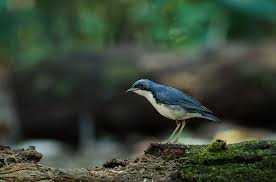 Image result for Luscinia cyane