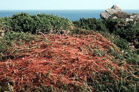 Attēlu rezultāti vaicājumam “Cuscuta epithymum subsp. trifolii flower”