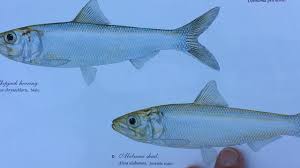 Image result for Alosa alabamae