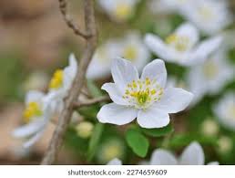 Attēlu rezultāti vaicājumam “Isopyrum thalictroides leaf”