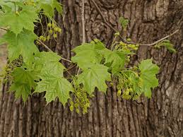 Attēlu rezultāti vaicājumam “Acer platanoides fo. schwedleri”