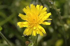 Attēlu rezultāti vaicājumam “Picris hieracioides”