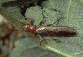 Attēlu rezultāti vaicājumam “Plecoptera”