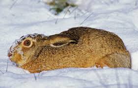 Attēlu rezultāti vaicājumam “Lepus europaeus adult”