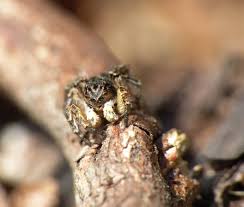 Attēlu rezultāti vaicājumam “Aelurillus v-insignitus”