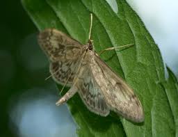 Attēlu rezultāti vaicājumam “Anania lancealis”