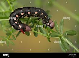 Attēlu rezultāti vaicājumam “Geocrypta galii”