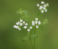 Attēlu rezultāti vaicājumam “Galium palustre”