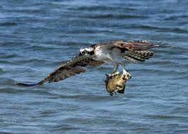 Image result for Pandion haliaetus