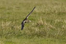 Attēlu rezultāti vaicājumam “Numenius arquata adult”