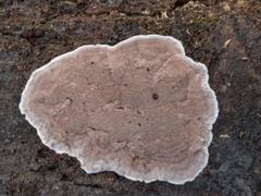 Attēlu rezultāti vaicājumam “Elmerina caryae”