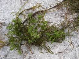 Attēlu rezultāti vaicājumam “Najas marina leaf”