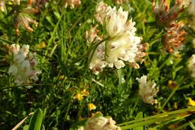 Image result for Anthyllis vulneraria rubra