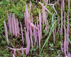 Attēlu rezultāti vaicājumam “Cribraria purpurea spores”