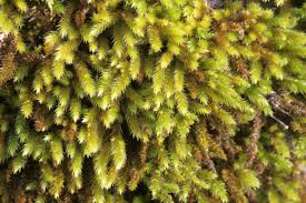 Attēlu rezultāti vaicājumam “Leucodon sciuroides”