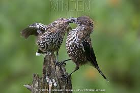 Attēlu rezultāti vaicājumam “Nucifraga caryocatactes adult”