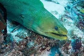 Image result for Gymnothorax funebris