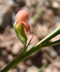 Attēlu rezultāti vaicājumam “Lathyrus sylvestris bud”