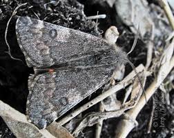 Attēlu rezultāti vaicājumam “Boudinotiana notha”