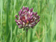 Attēlu rezultāti vaicājumam “Allium scorodoprasum leaf”